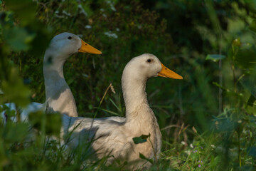 Naklejka na ściany i meble White pair of goose in green summer sunny grass