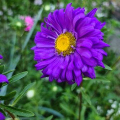 purple aster flower