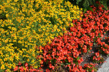Bunte Sommerblumen blühen rot und gelb in Rabatte