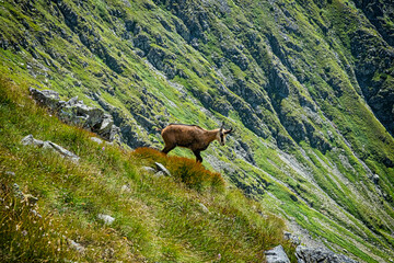 Tatra chamois (Rupicapra rupicapra tatrica) in Western Tatras, Slovakia