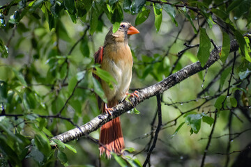 female Northern Cardinal.Cardinalis cardinalis in a tree