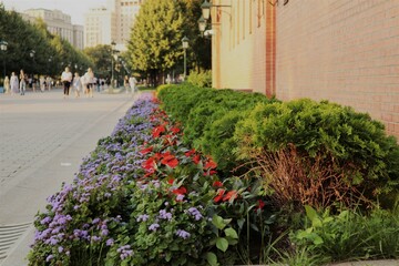 Flowers near Kremlin