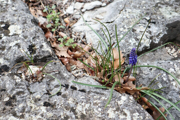 blue muscari flower between the stones of ruined ancient city Termessos in Turkey