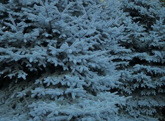 Snow covered branches of tree