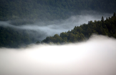 Krajobraz leśny wierzchołki drzew las we mgle - obrazy, fototapety, plakaty