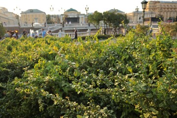 Nature on Red Square