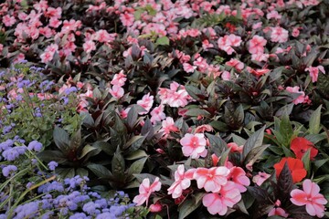 Pink flowers near Kremlin