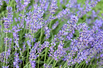 Spicy herbs grow in the garden