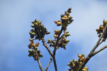 yellow flowers on a tree