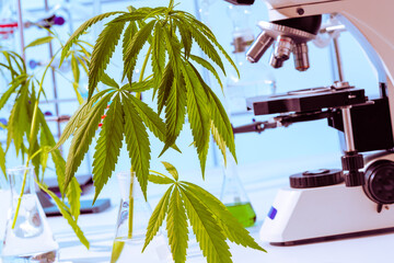 Cannabis marijuana plant leaf   in science laboratory with microscope and lab glass