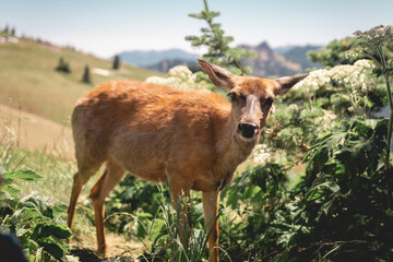 Naklejka premium Close-up photo of a deer (doe) looking at the camera, on Hurricane Ridge in Olympic National Park