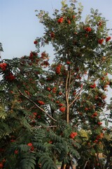 Tree in Moscow