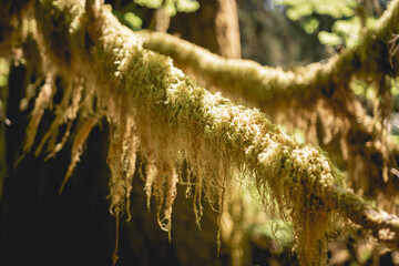 Thick moss covering trees in the Hoh Rainforest in Olympic National Park