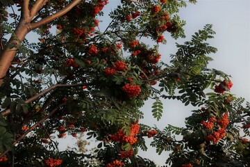 Rowanberry