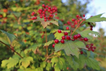 Red berries on a tree