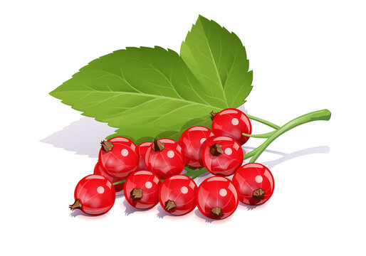 Red currant. Ripe delicious berry, Isolated on white background. Eps10 vector illustration.