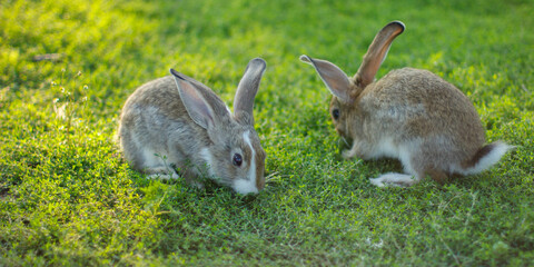 Two small domestic rabbits on green grass in summer, in spring