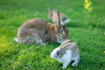 Three rabbits on green grass. Mother rabbit and baby rabbits. A family of rabbits.