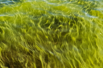 close up of green water texture