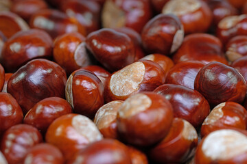 Früchte der Rosskastanie, Aesculus hippocastanum