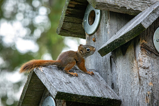 Baby red squirrel lives in bird house.