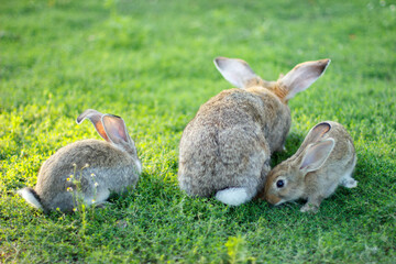 Three rabbits on green grass. Mother rabbit and baby rabbits. A family of rabbits. © Olha Kapusniak