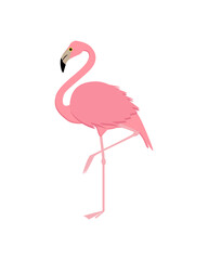 Pink flamingo vector illustration isolated on white background. Cartoon style