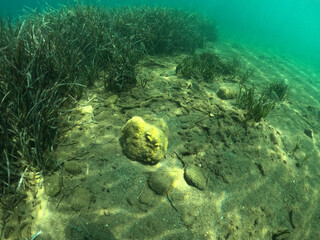 Underwater world of Mediterranean Sea. Near Marmaris, Turkey