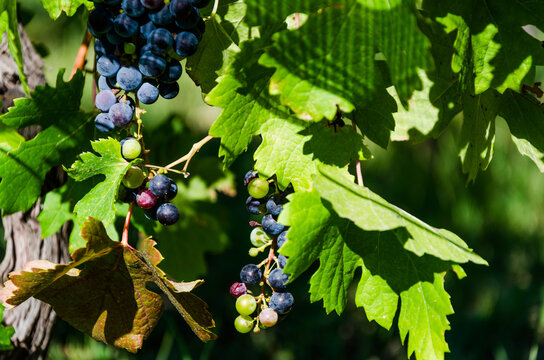 close up of grapes in the vineyard