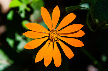 close up of an orange flower