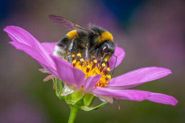 A bee collects nectar, a floral cosmos, a multi-colored blurred background