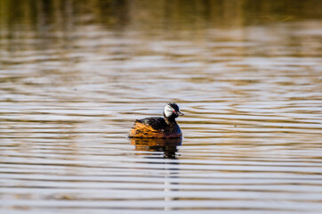 brown duck swimming in the lake