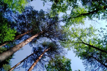 Green crowns of trees in the forest against the blue sky.  View of the green crowns of trees from below. 