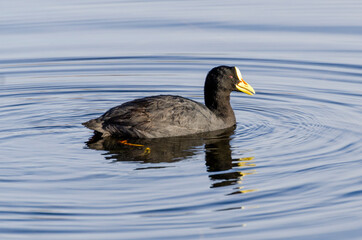 black duck swimming in the lake