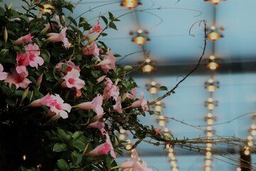 Flowers near the hotel