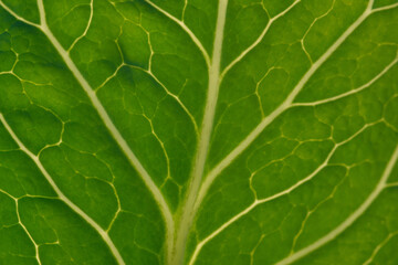 Green leaf close up background.