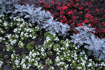 Red and White Flowers