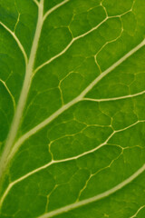 Green leaf close up background.