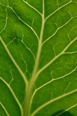 Green leaf close up background.