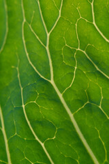 Green leaf close up background.