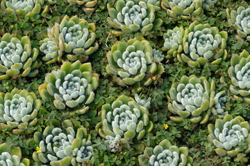 Fototapeta na wymiar Crassulaceae Echeveria pulvinata, close-up of plush plant (Echeveria pulvinata), family Crassulaceae. Thick bodied exotic plant with leaves as rosette, native to Mexico.