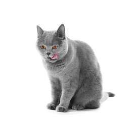 portrait of cute young British blue kitten with pink tongue lying on isolated