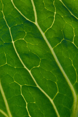 Green leaf close up background.