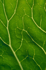 Green leaf close up background.