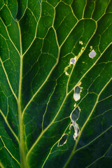 Green leaf close up background.