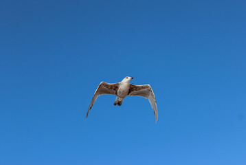 Seagull flying in the blue sky