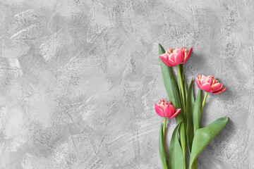 Fresh pink tulips with place for text