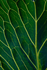 Green leaf close up background.