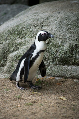 Portrait of wild pinguin from south africa standing on the beach