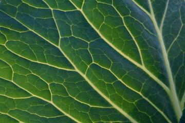 Green leaf close up background.